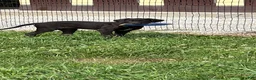 Great Dane dogs for sale: Patience Great Dane  - Ad 29