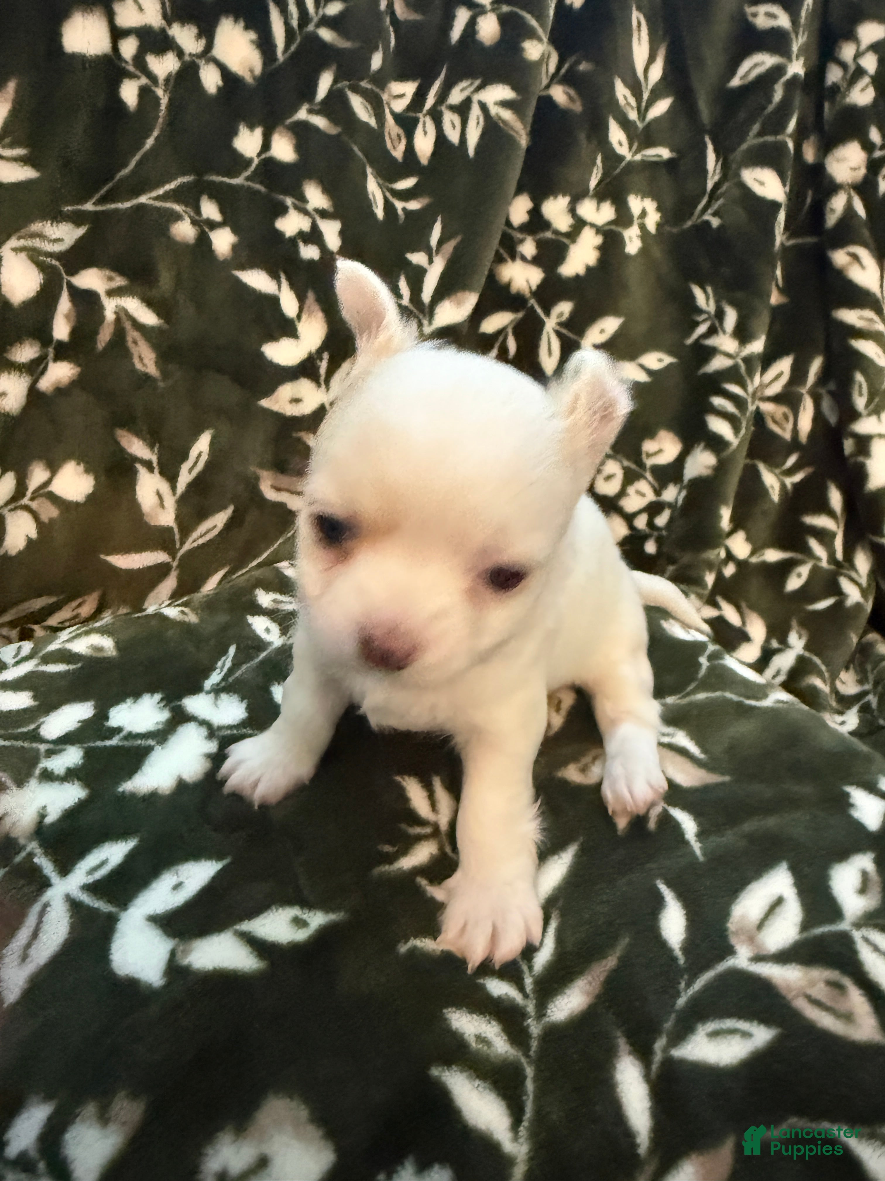 Chihuahua dogs Chihuahua 2 - Ad 2
