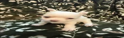 Chihuahua dogs for sale: Chihuahua 2 - Ad 2