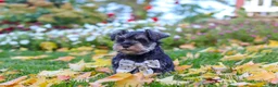 Miniature Schnauzer dogs for sale: Leon - Ad 9