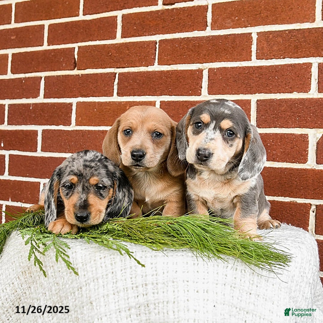 Miniature Dachshund dogs for sale: Blaze - Ad 3