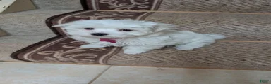 Maltese Puppy 3
