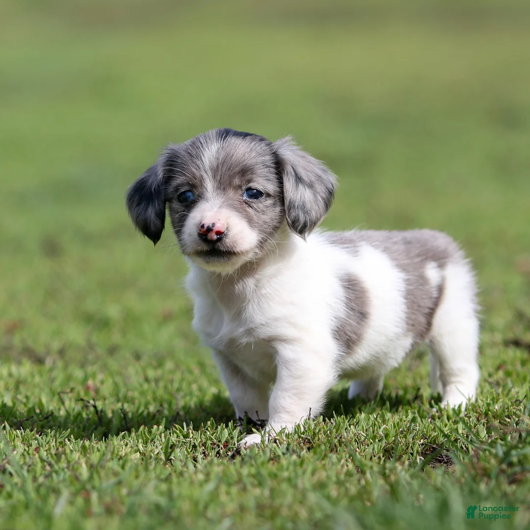 Miniature Dachshund dogs for sale: Pearl Miniature Dachshund Puppy  - Ad 1