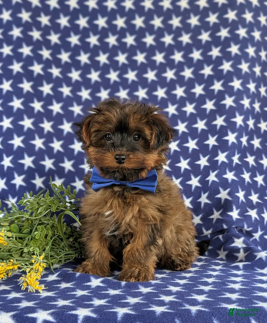 Yorkiepoo dogs for sale: Huey 6 lbs Full Grown - Ad 1