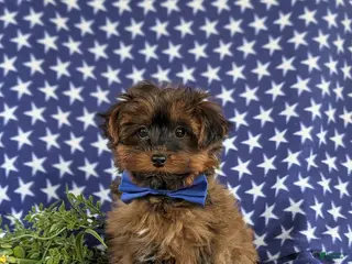 Yorkiepoo dogs for sale: Huey 6 lbs Full Grown - Ad 2