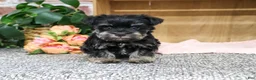 Miniature Schnauzer dogs for sale: Davina - Ad 4