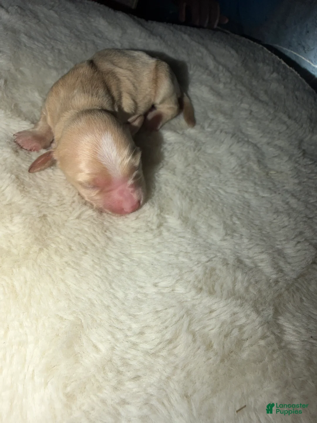 Cockapoo dogs for sale: Cockapoo 6 - Ad 1
