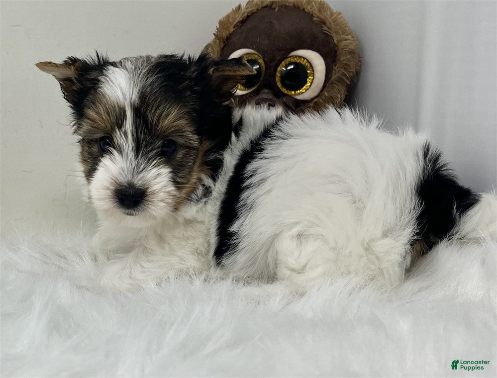 Biewer Terrier dogs Biewer Terrier Puppy 2 - Ad 3