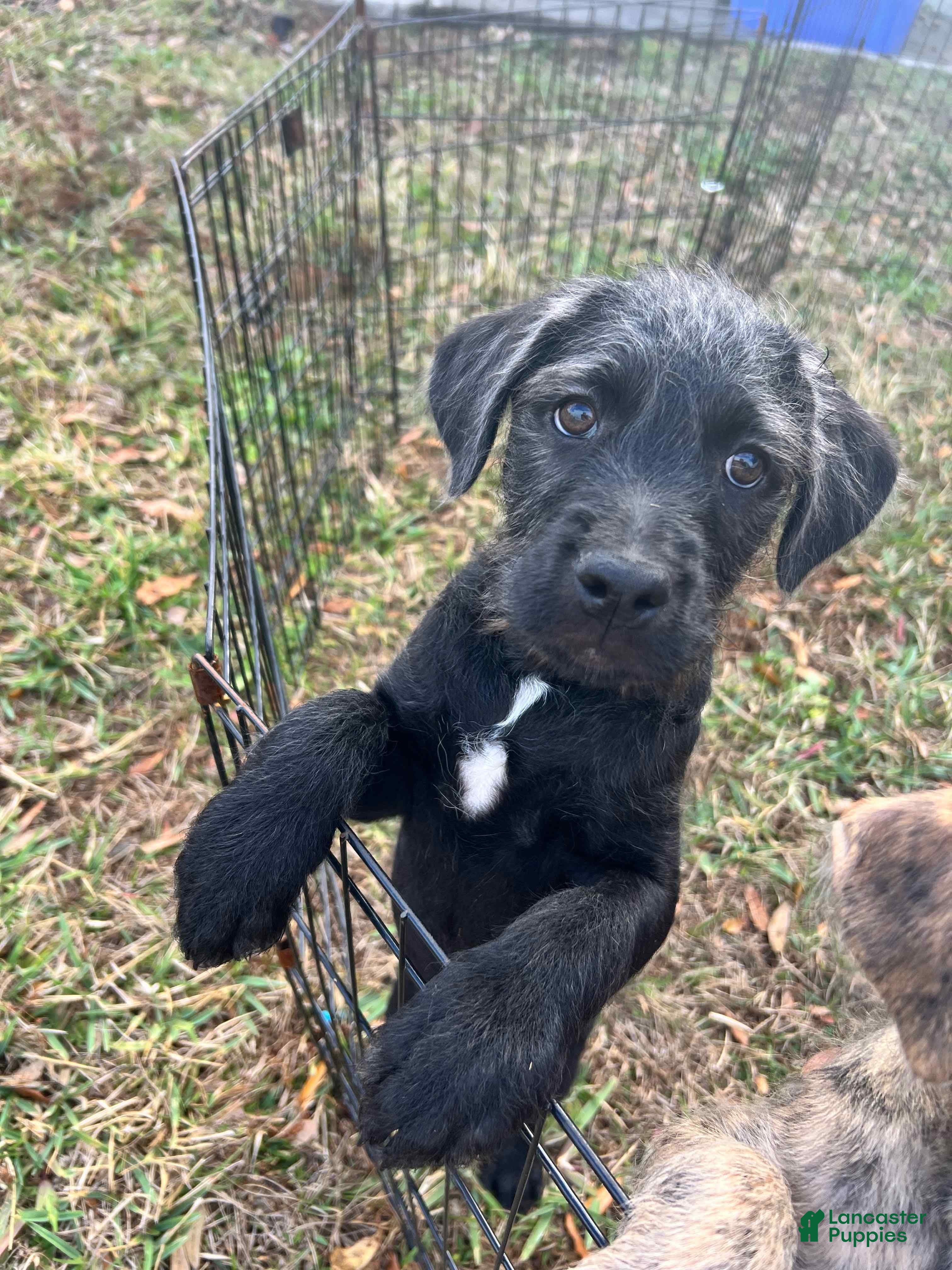 Mixed Breed dogs Bailey - Ad 1