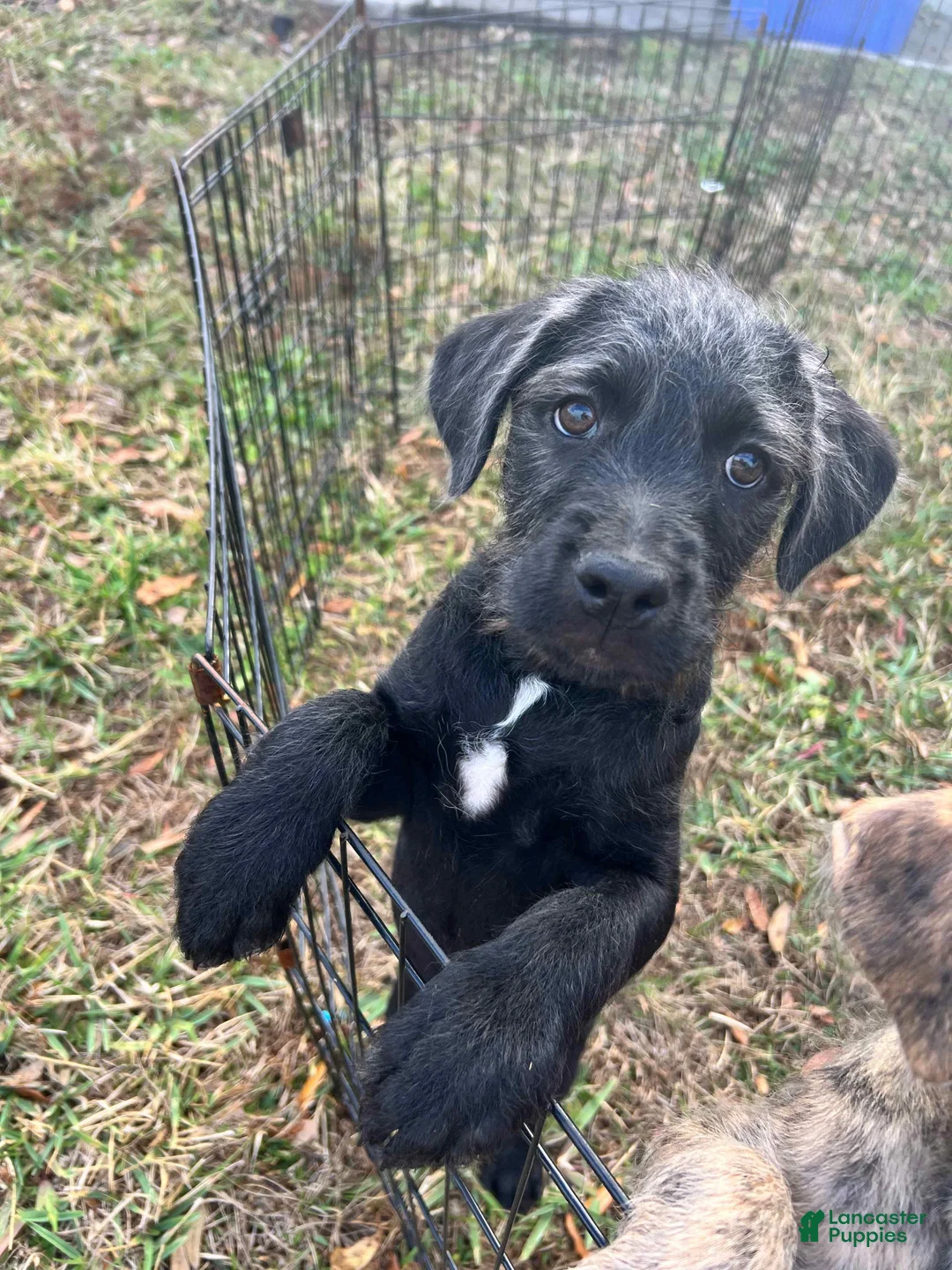 Mixed Breed dogs for sale: Bailey - Ad 1