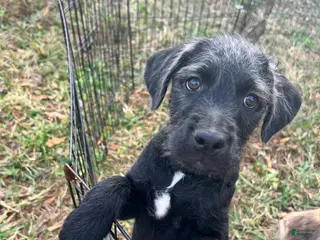 Mixed Breed dogs for sale: Bailey - Ad 4