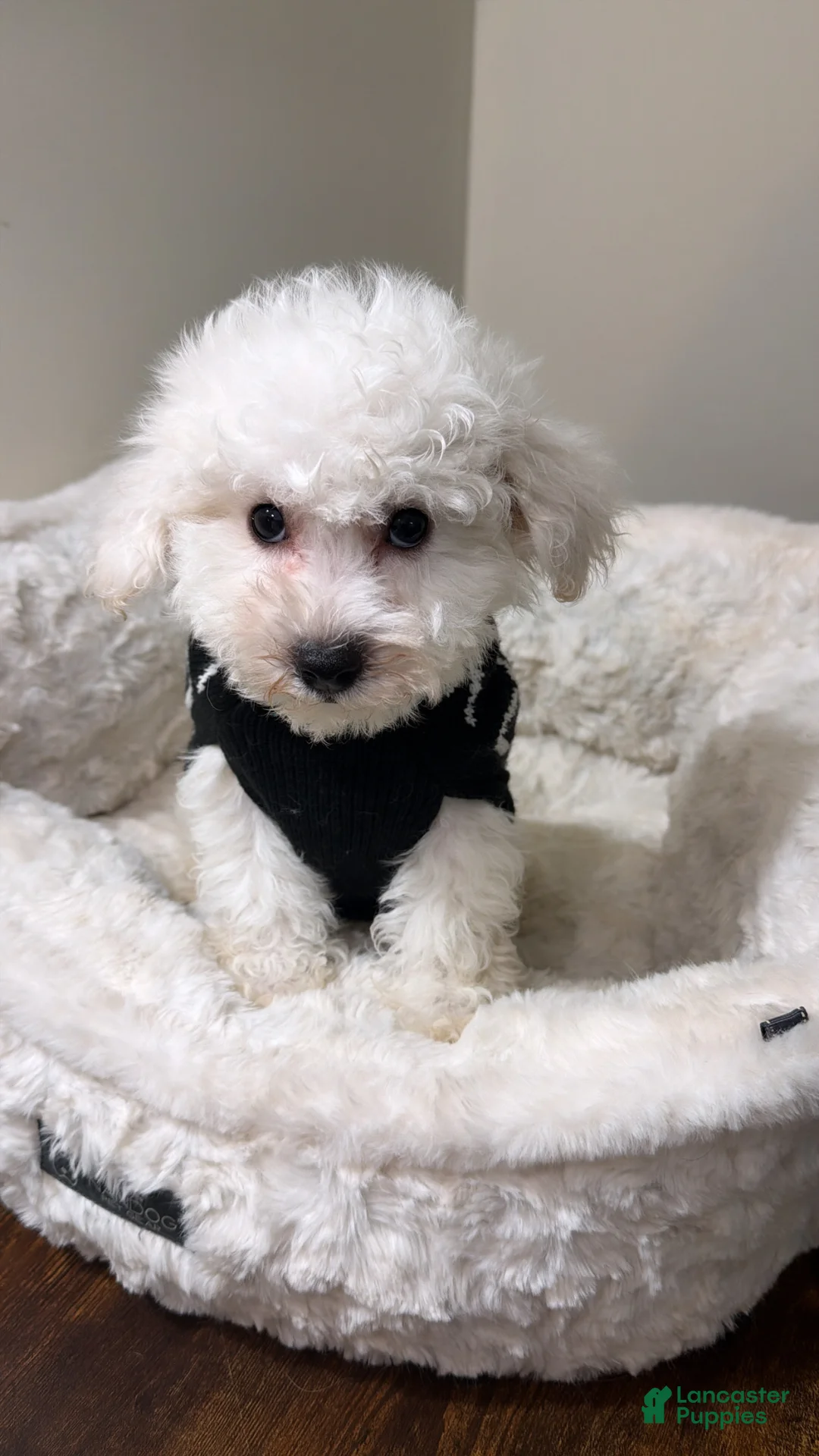 Maltipoo dogs for sale: Snoopy  - Ad 1