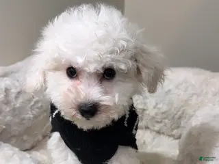 Maltipoo dogs Snoopy - Ad 3