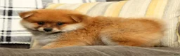 Pomeranian dogs for sale: Moe - Ad 4