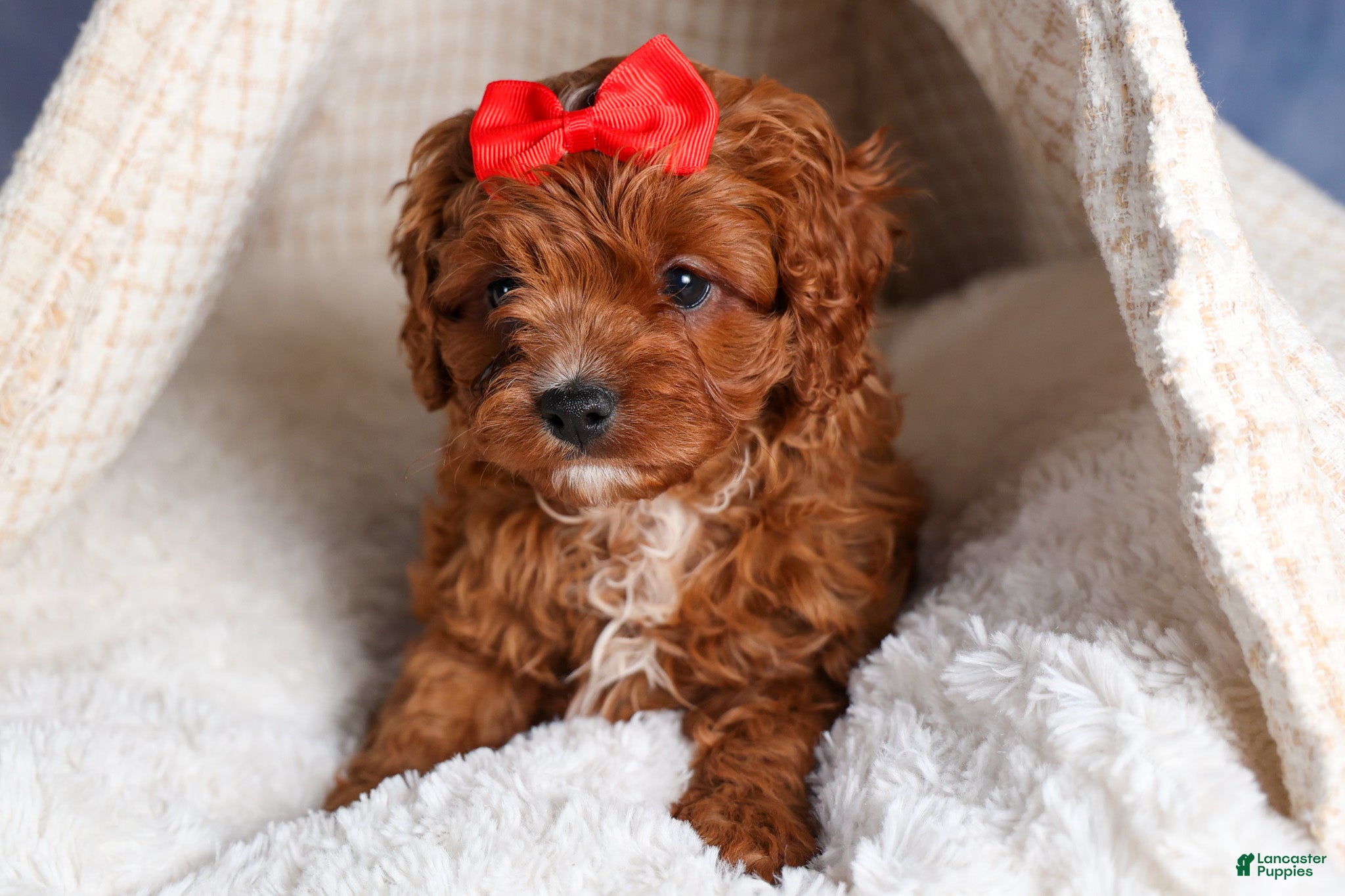 Cavapoo dogs GUS - Ad 1