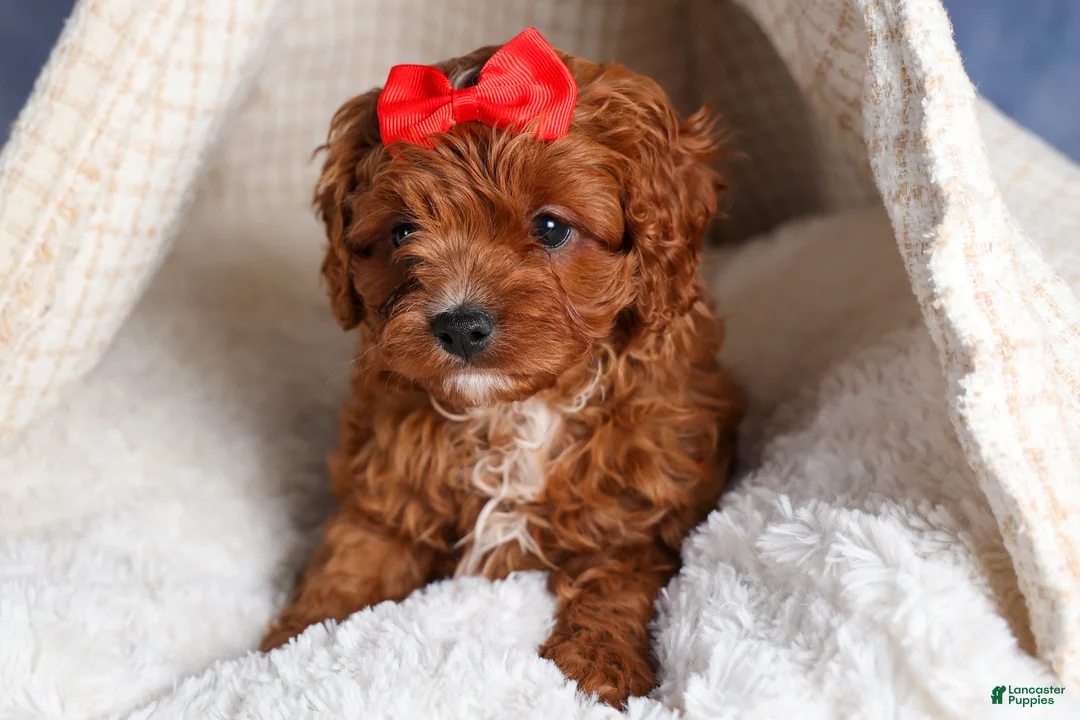 Cavapoo dogs for sale: GUS - Ad 1