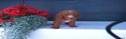 Goldendoodle dogs for sale: Buddy  - Ad 2