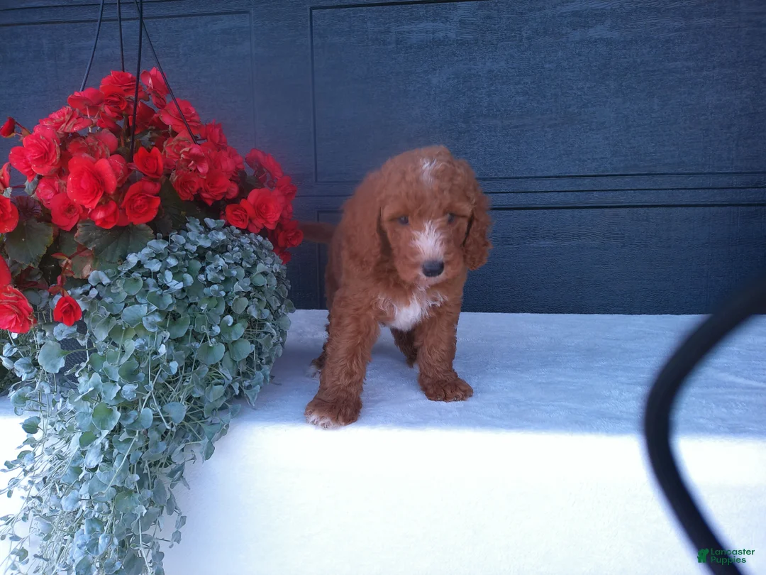 Goldendoodle dogs for sale: Buddy  - Ad 2