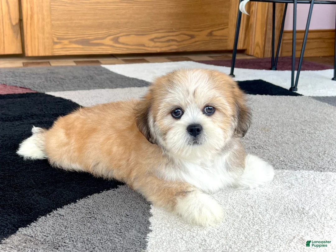 Lhasa Apso dogs for sale: Snickers - Ad 2