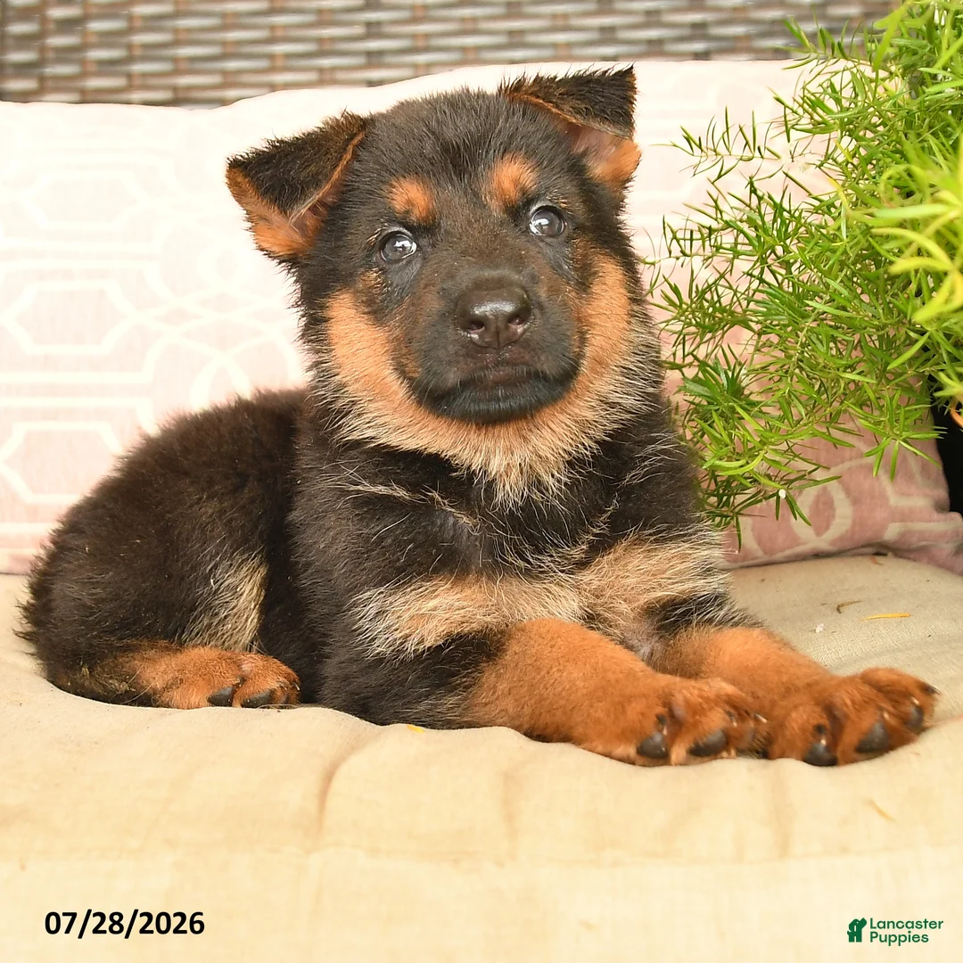 German Shepherd dogs for sale: Lily - Ad 2