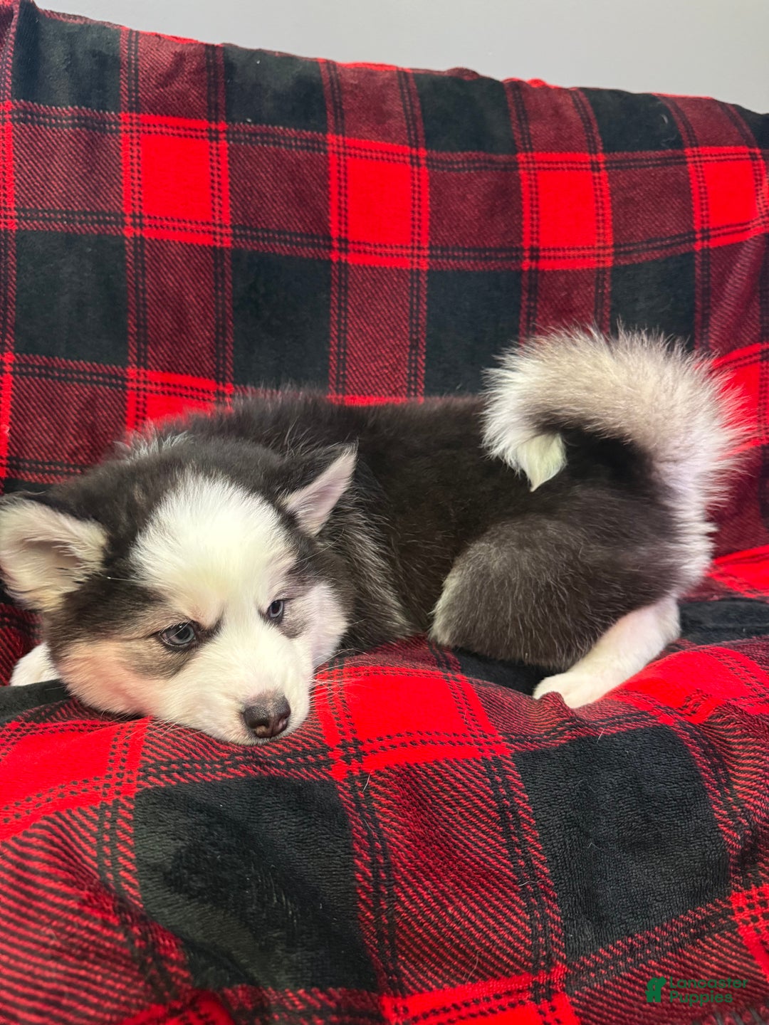 Pomsky dogs for sale: Panda - Ad 6