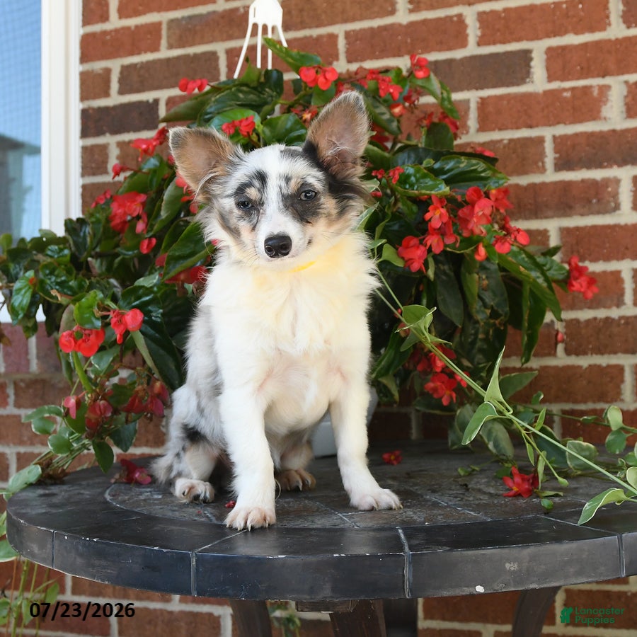 Chihuahua dogs Davy - Ad 1