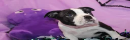 Boston Terrier dogs for sale: Nash A Gentle Soul with Eyes That Melt Hearts - Ad 6