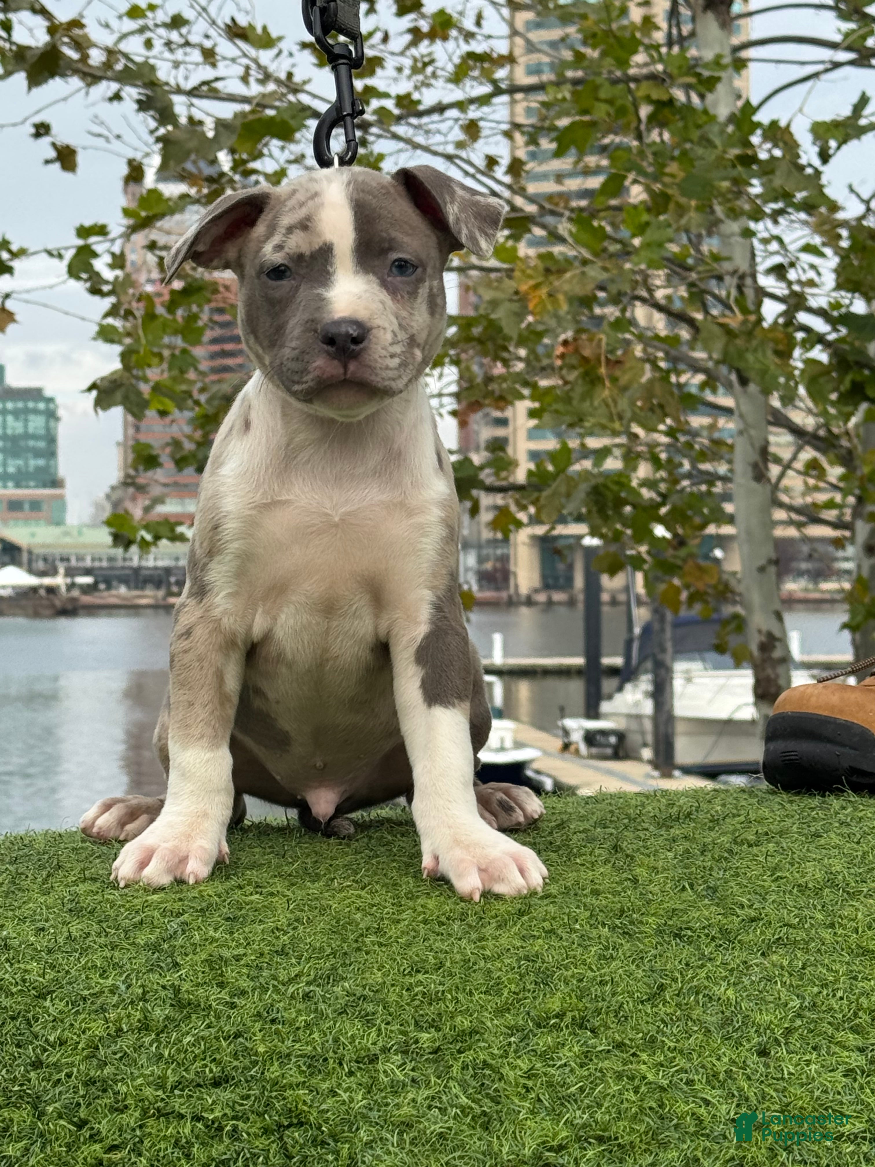 American Bully dogs Greyjoy  - Ad 20