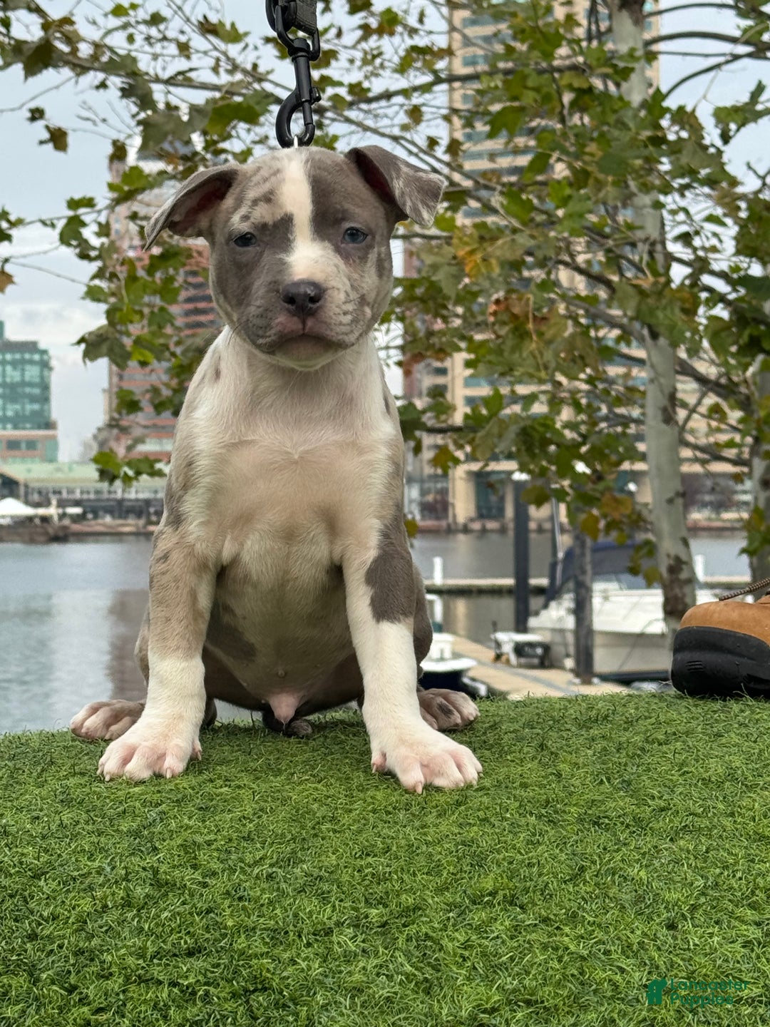 American Bully dogs for sale: Greyjoy  - Ad 1