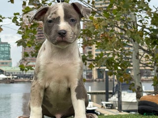American Bully dogs Greyjoy - Ad 19