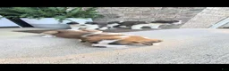 Saint Bernard dogs for sale: Tanner - Ad 8