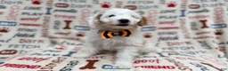 Cockapoo dogs for sale: Louie - Ad 6