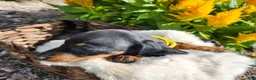 Miniature Dachshund dogs for sale: Zara - Ad 4