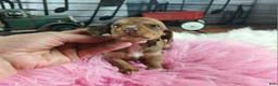Dachshund dogs for sale: Nationwide delivery. Sugar pies red girl - Ad 5