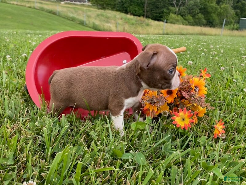 Boston Terrier dogs Pennie - Ad 2