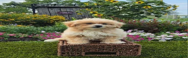 Asher