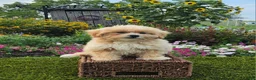 Havapoo dogs for sale: Asher - Ad 1