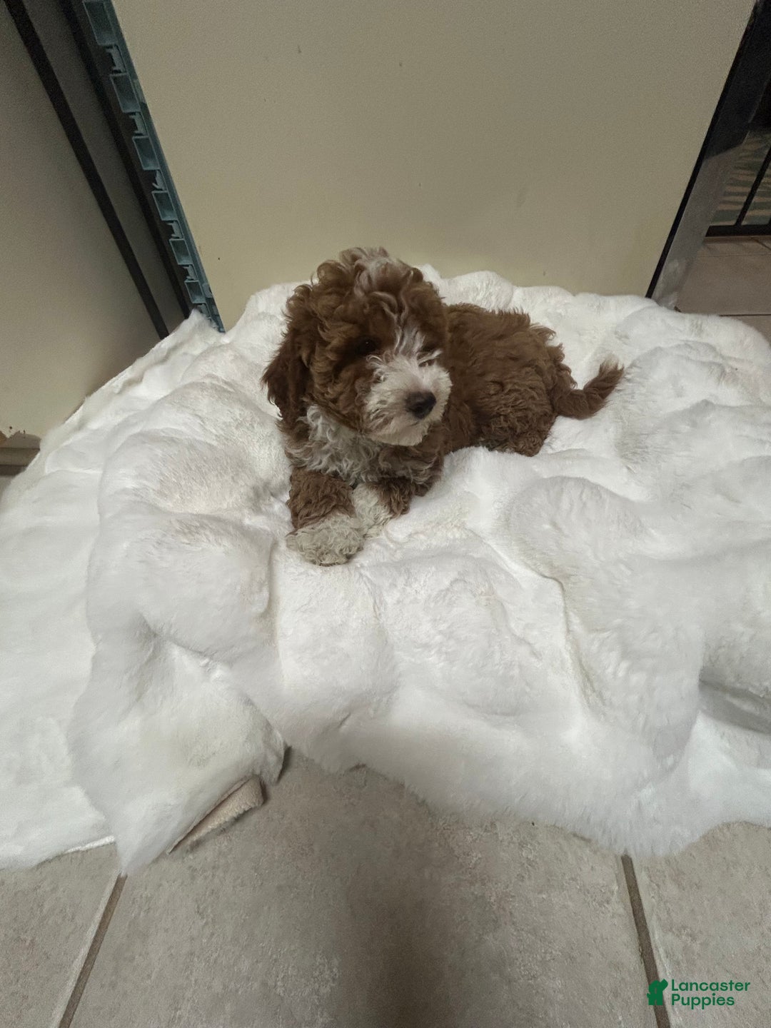 Mini Goldendoodle dogs for sale: Petite Tuxedo Mini Goldendoodle Cinnabun  - Ad 2