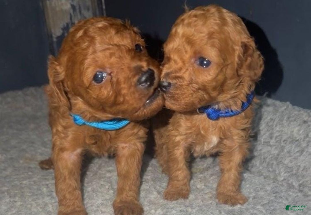 Toy Poodle dogs for sale: Lucia - Ad 6