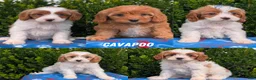 Cavapoo dogs for sale: Namor - Ad 11