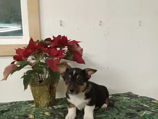 Mixed Breed dogs Duke - Ad 3