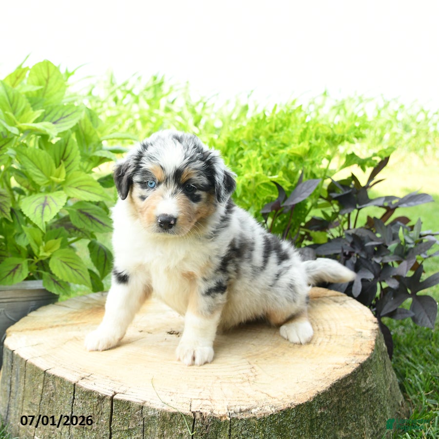 Australian Shepherd dogs Sierra - Ad 1