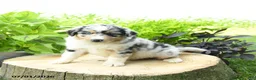Australian Shepherd dogs for sale: Sierra - Ad 1