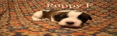 Saint Bernard Puppy 11
