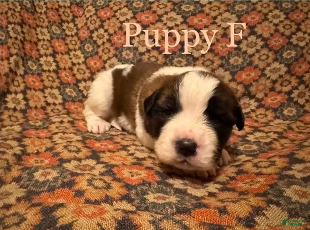 Saint Bernard dogs for sale: Saint Bernard Puppy 11 - Ad 1