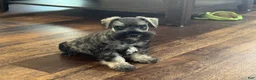Miniature Schnauzer dogs for sale: Miniature Schnauzer Puppy 1 - Ad 2