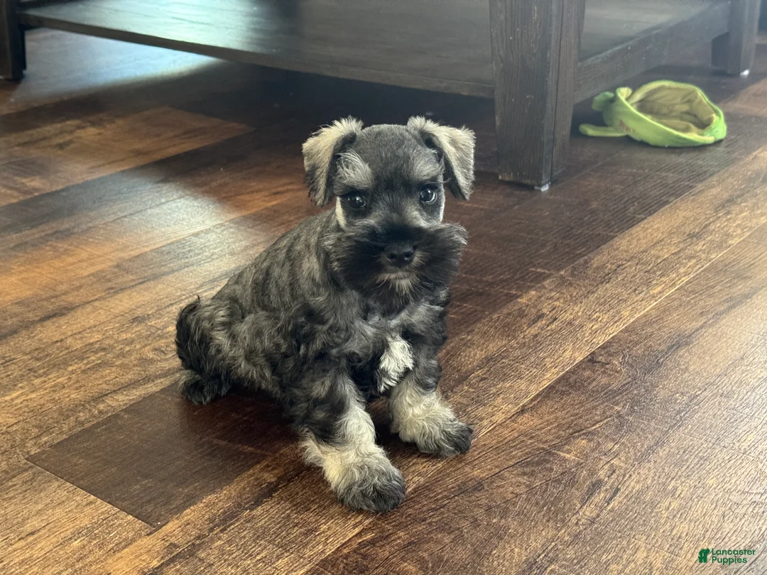 Miniature Schnauzer dogs for sale: Miniature Schnauzer Puppy 1 - Ad 2