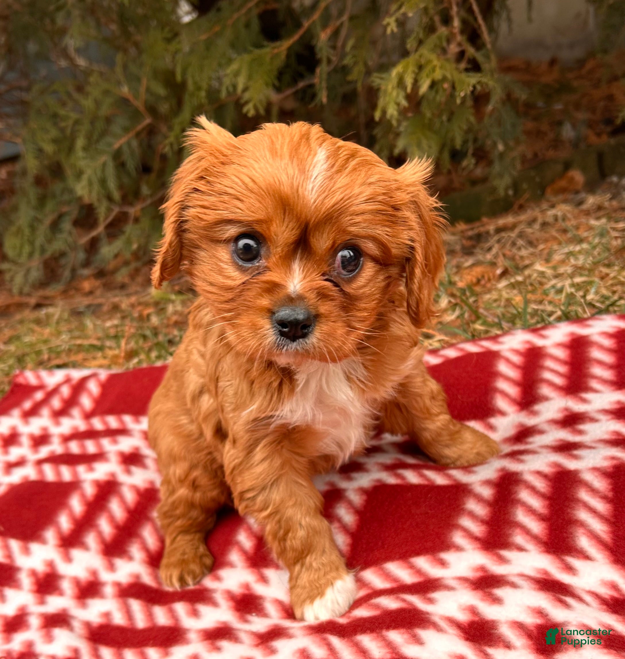 Cavalier King Charles Spaniel dogs Wrigley - Ad 35