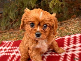 Cavalier King Charles Spaniel dogs Wrigley - Ad 35