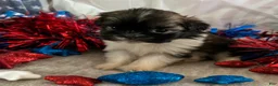 Shih Tzu dogs for sale: Creed - Ad 9